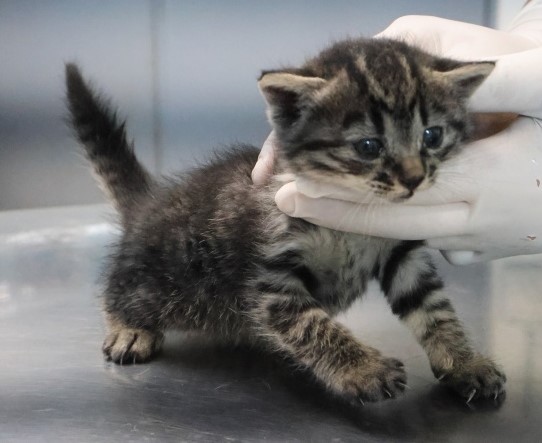 보호중 한국 고양이…